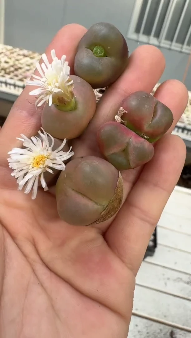 多肉植物肉锥14-239 水蜜桃一颗