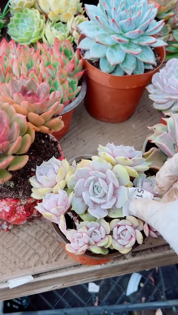爱*多肉植物一物一拍05154