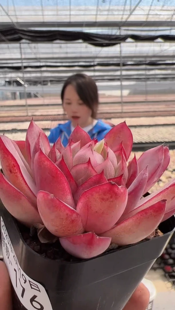 【闪购商品】新款多肉-176