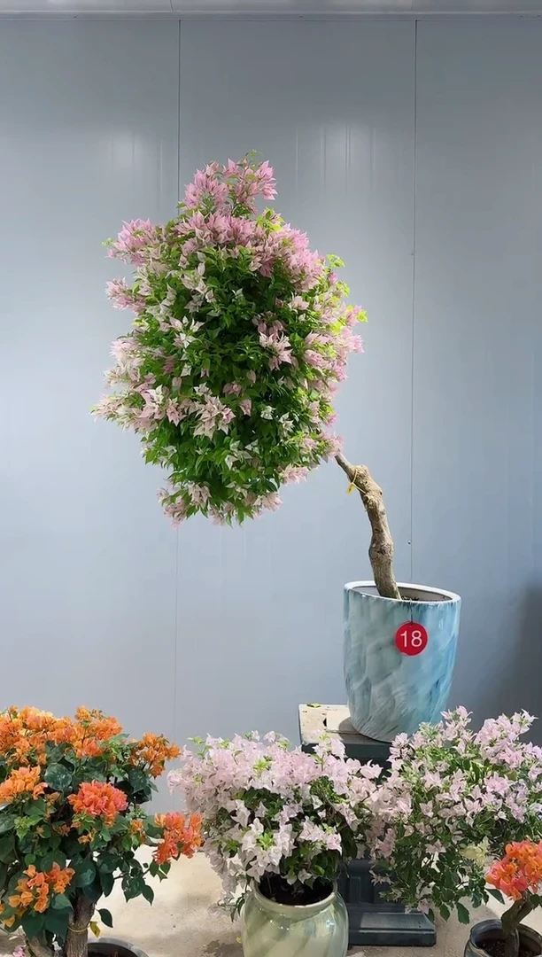 全部花朵粉红豹三角梅