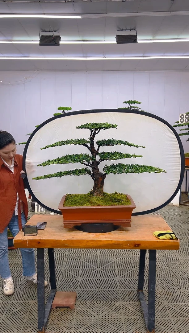 无花朵罗汉松盆景.....