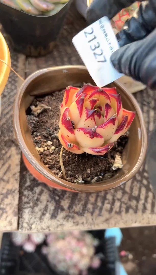 金***沙多肉植物一物一拍21327