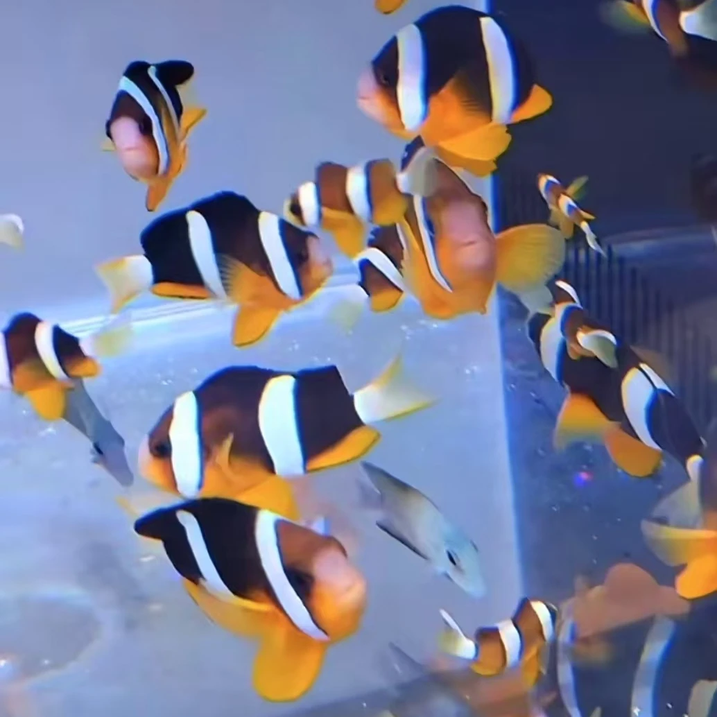 金双带小丑鱼海水观赏鱼