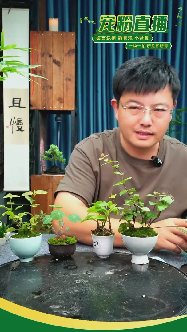 无花朵?***瘦苔藓微景观302号
