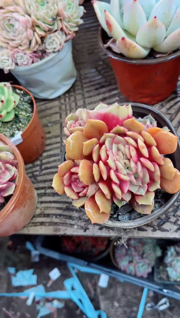 【闪购商品】02134