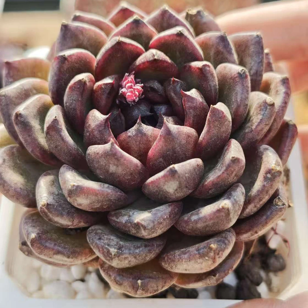 9#糖心黑水晶多肉植物  前男友精品多肉