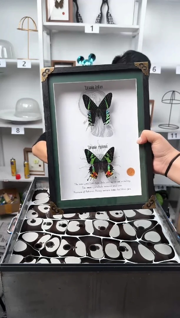 木手工制作双飞蝴蝶标本