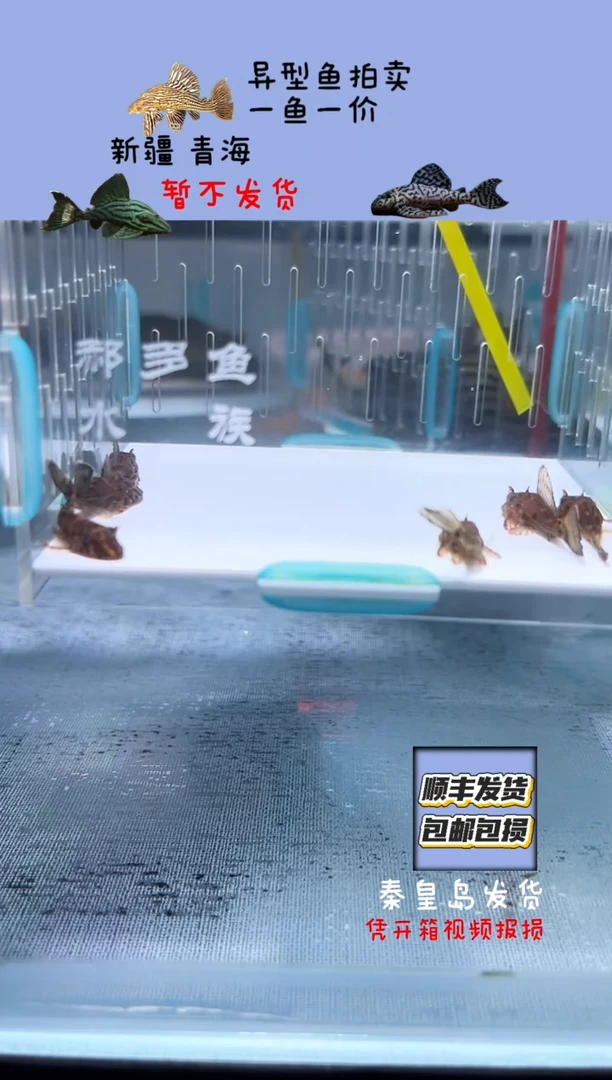 清道夫3+不包入缸损
