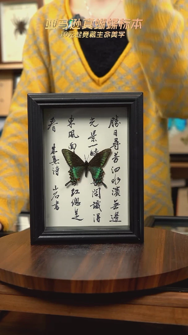 绿带翠凤蝶春型7寸书法款