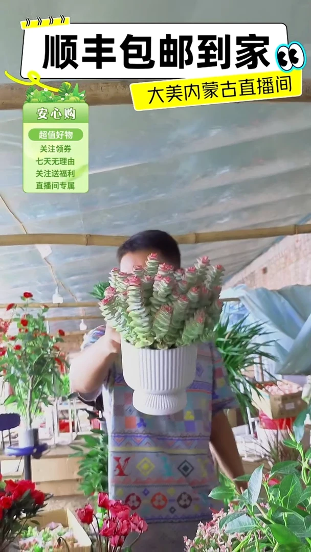 完全开放钱串子多肉