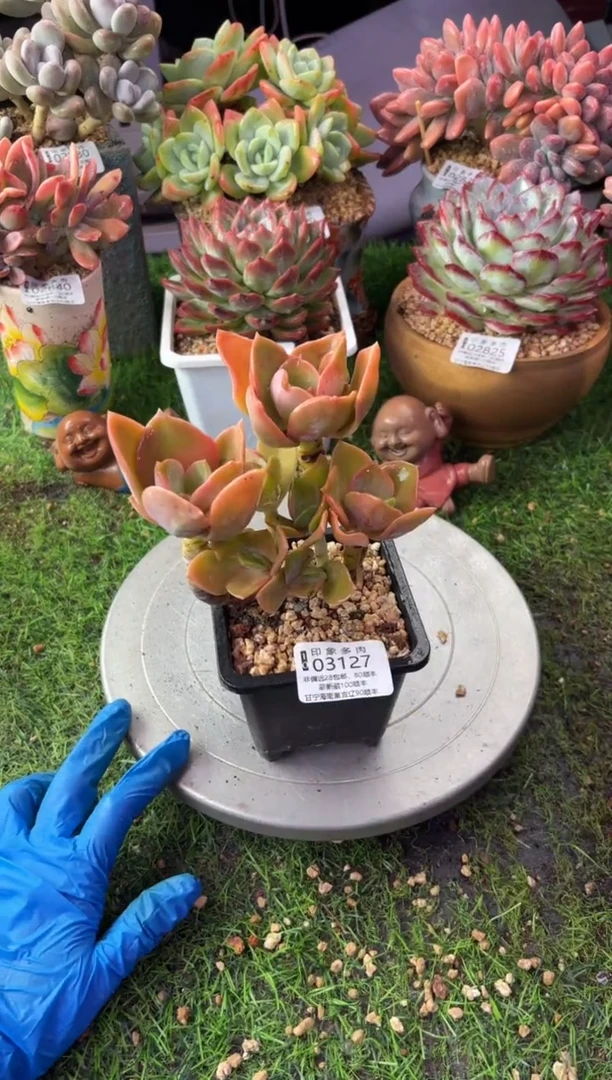 昆明印象多肉03127