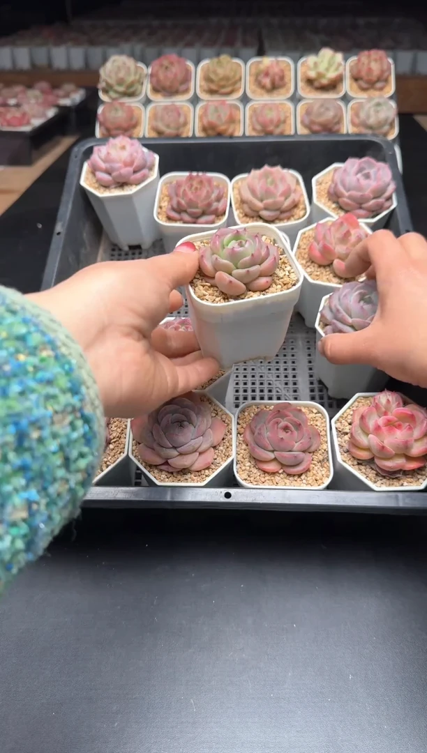 【闪购商品】136A号一物一拍多肉花卉植物拍3颗起发