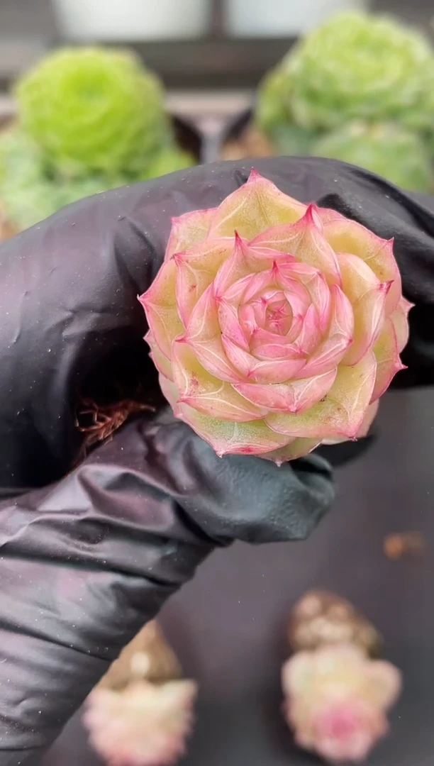 闪购2318  妖姬玫瑰多肉一颗  3.5厘米