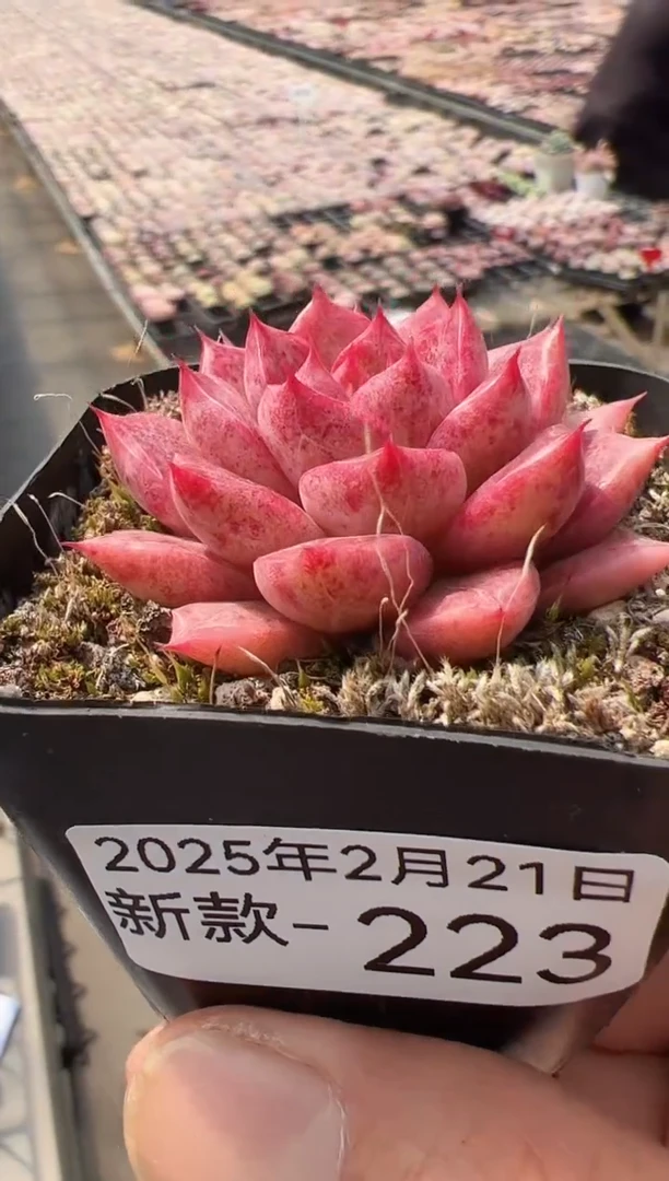 【闪购商品】新款多肉-223