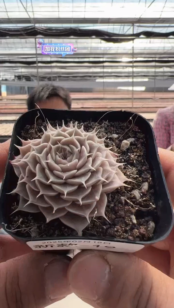 【闪购商品】新款多肉-19