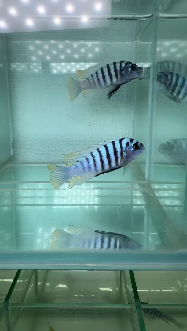 慈鲷鱼三湖慈鲷包子斑马