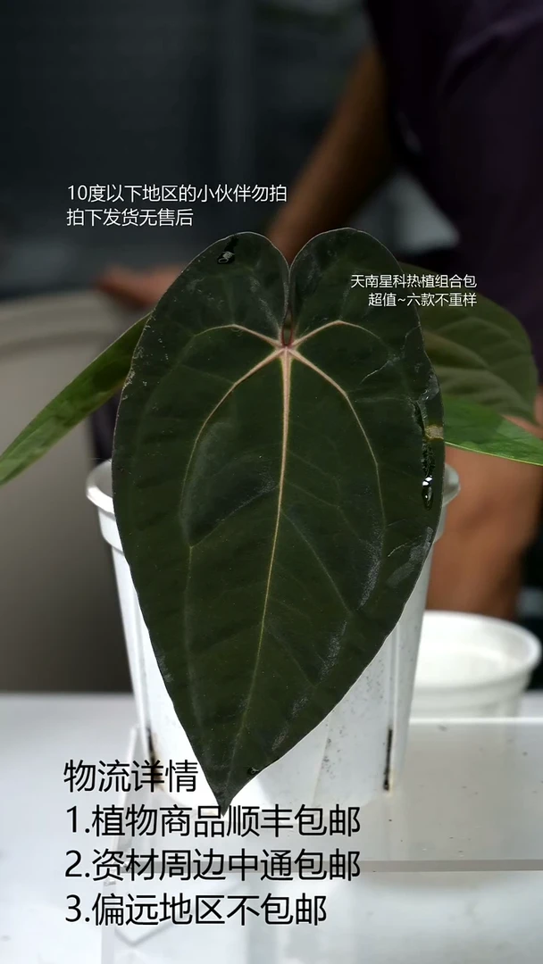 完全开放黑卡花烛