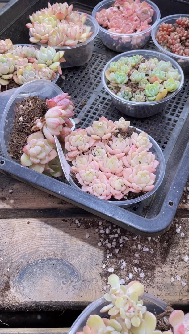 【闪购商品】259爆珠