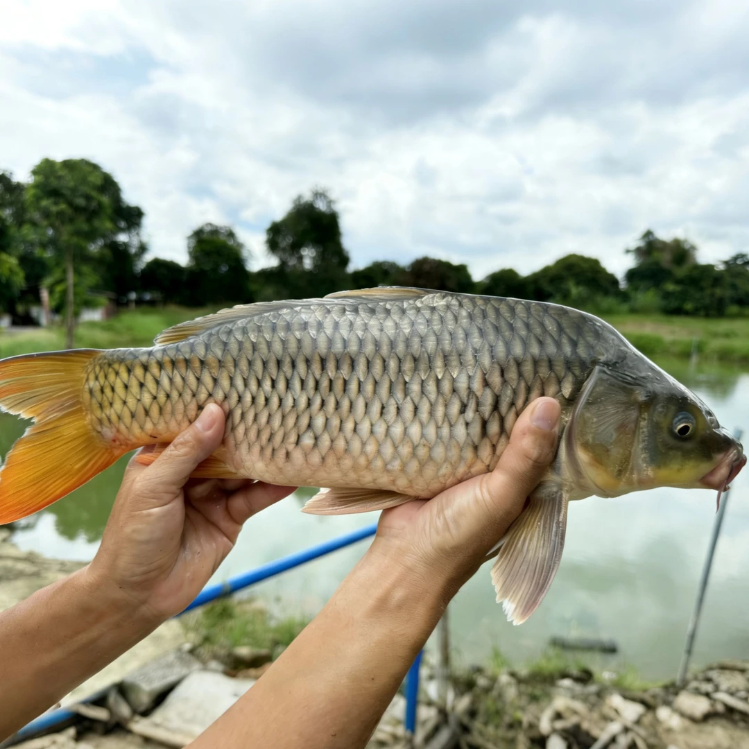 鲤鱼大鲤鱼 建鲤鱼 丰鲤稻田鲤观赏鱼