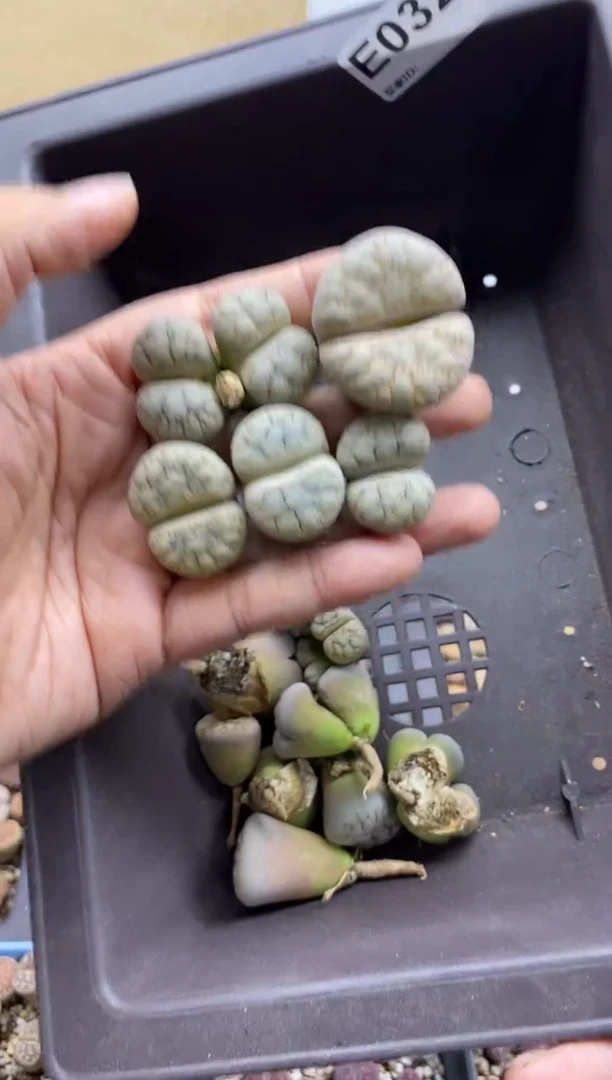 0325直播一物一拍