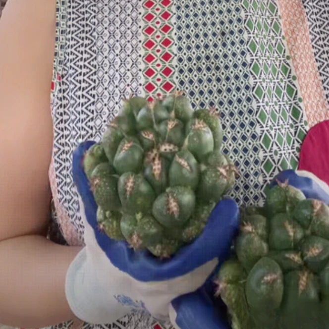 二妹园艺【 1颗  短豪刺獠牙  无根 带花皮 无木心 】脱土随机发货