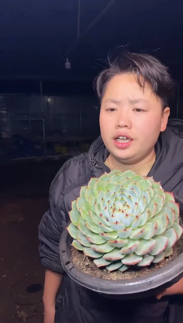 单头超大吉娃娃9.99