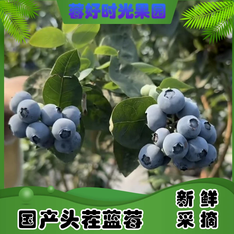 【头茬特大果】花香蓝莓20-16mm 新鲜现摘 12盒 100g/盒 高山蓝莓
