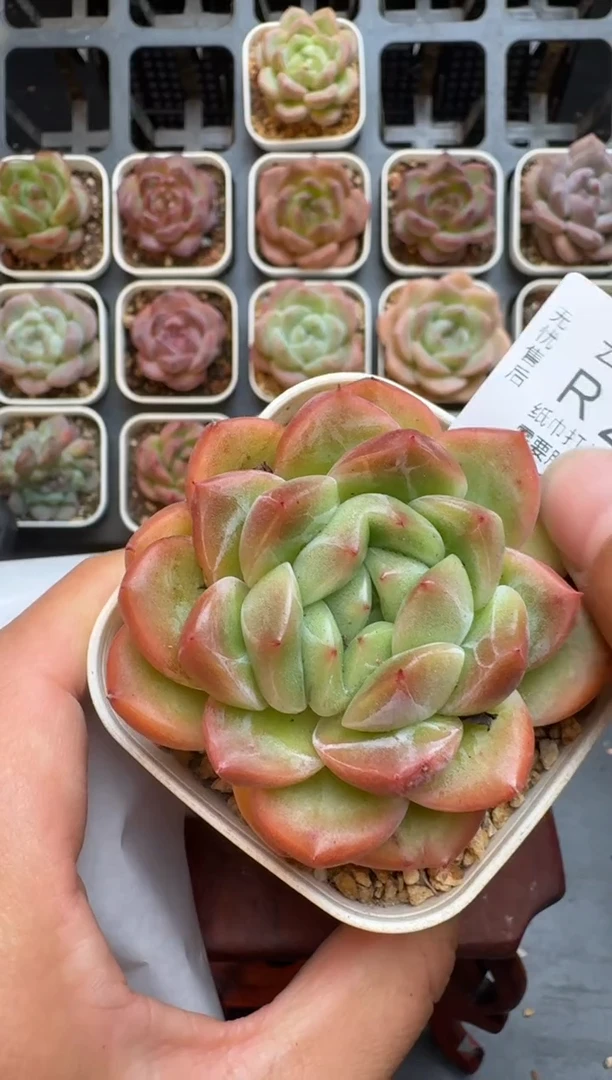 283R脱土发 当场拍3颗以上包柚 多肉植物 一物一拍