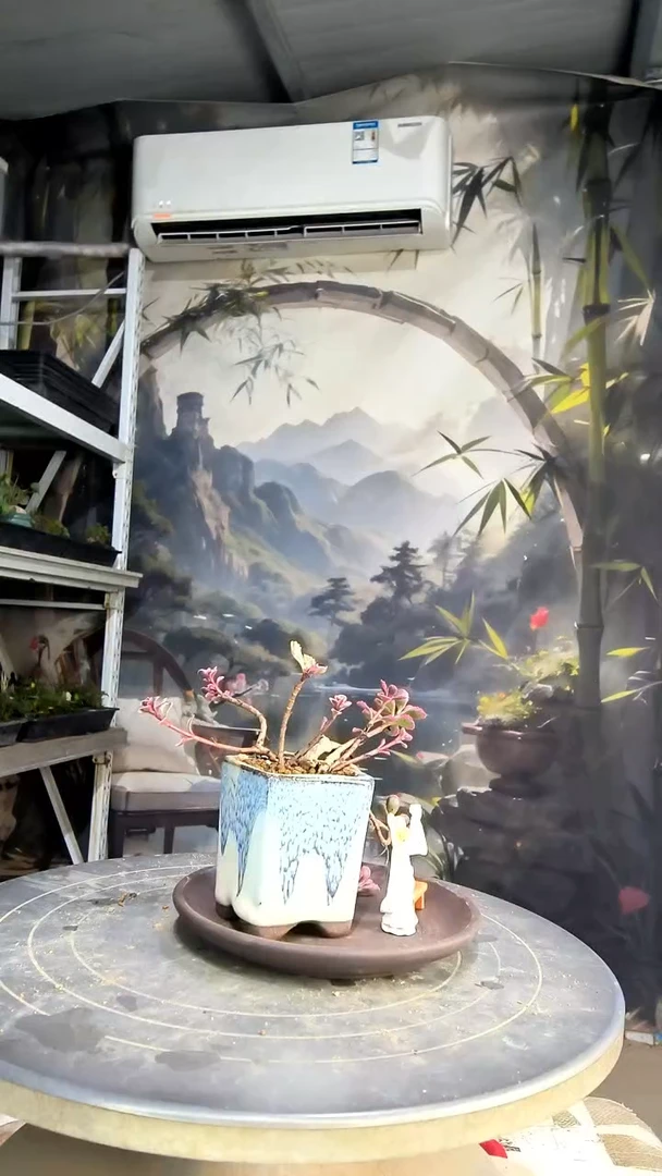 禅**舍中青园艺一物一拍169