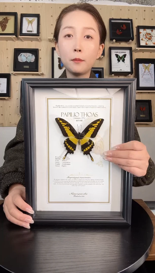 敏芷凤蝶蝴蝶装饰画A4框