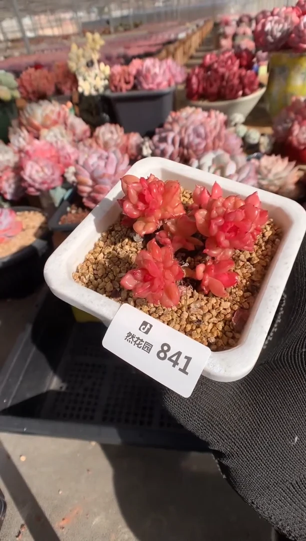 841苹果花多肉植物一物一拍