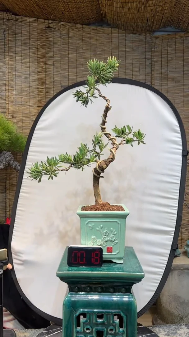 【闪购商品】盆景盆景