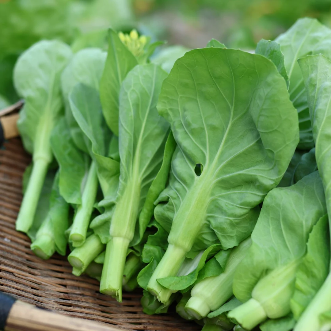 新鲜现摘贵州农家露天种植白菜苔小菜苔小菜芯应季蔬菜菜心
