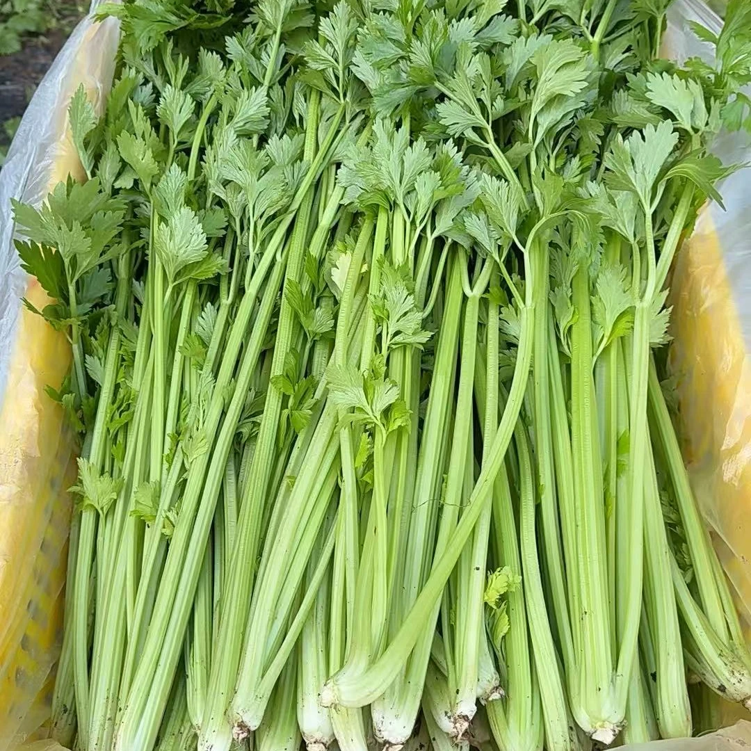 【绿叶果蔬资产】3斤小西芹/0农残/0化肥/0激素/基地现采现发