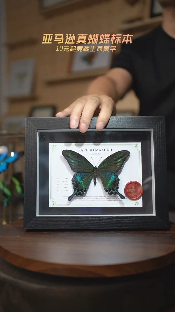 绿带翠凤蝶夏型8寸黑框国风版