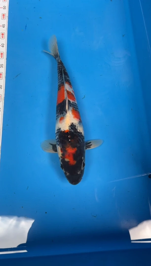 锦鲤ω****身30号锦鲤昭和鱼 闪购