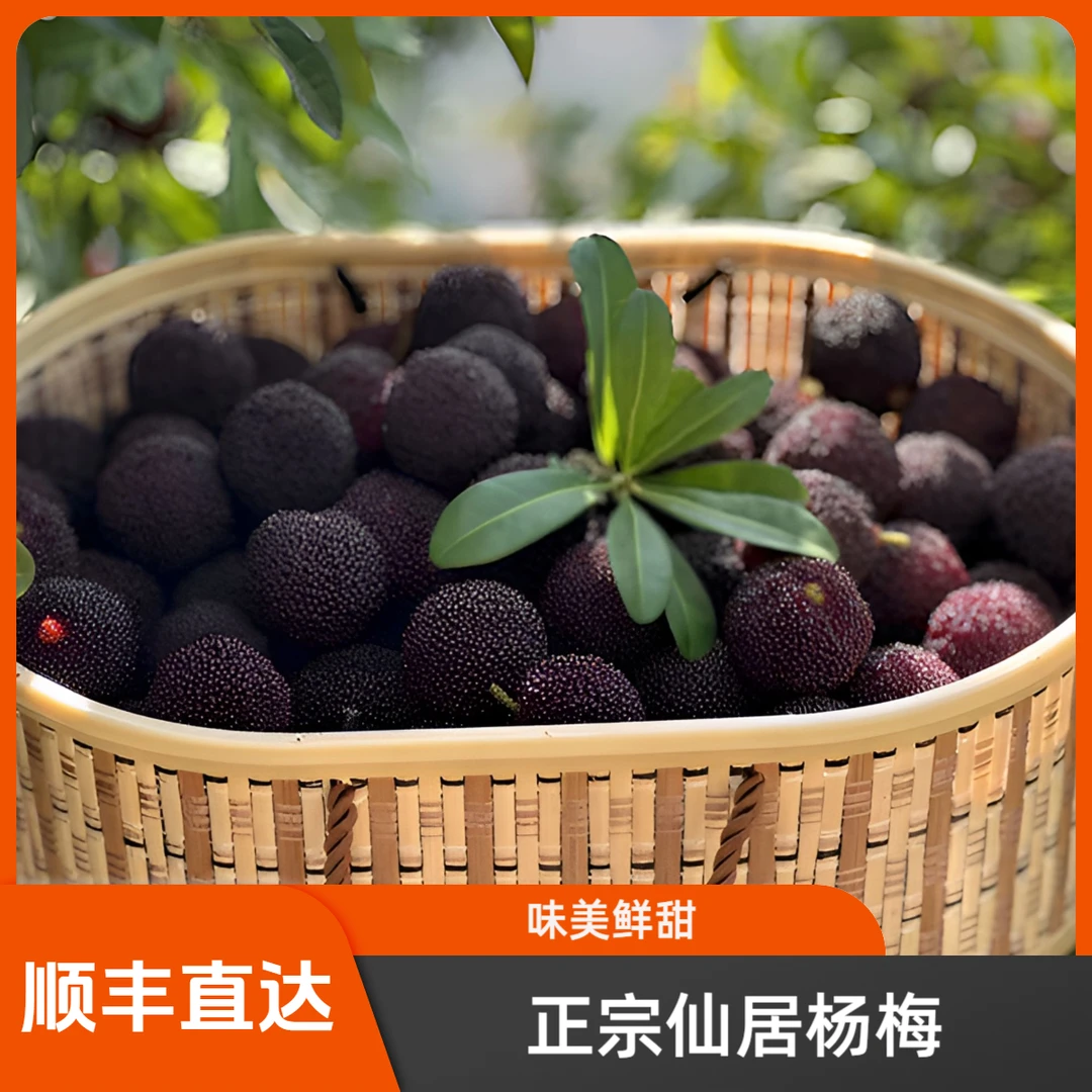 仙居杨梅荸荠黑炭大果杨梅冷链直达新鲜美味全国顺丰3