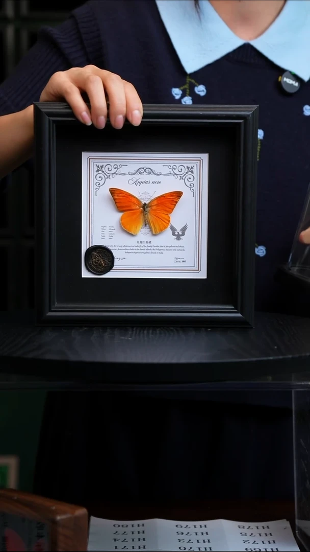 红翅尖粉蝶盲盒版7寸方框