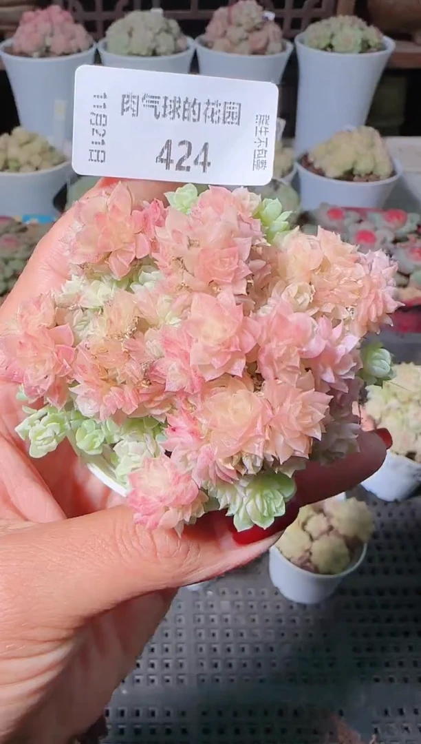 1121-424群生不包整