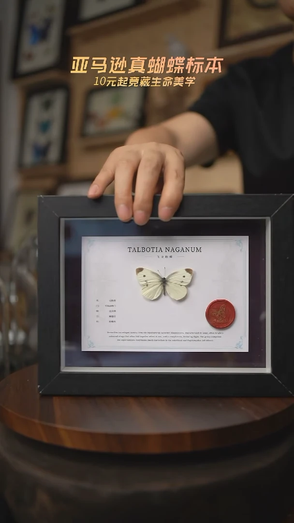 有机玻璃蝴蝶标本B196