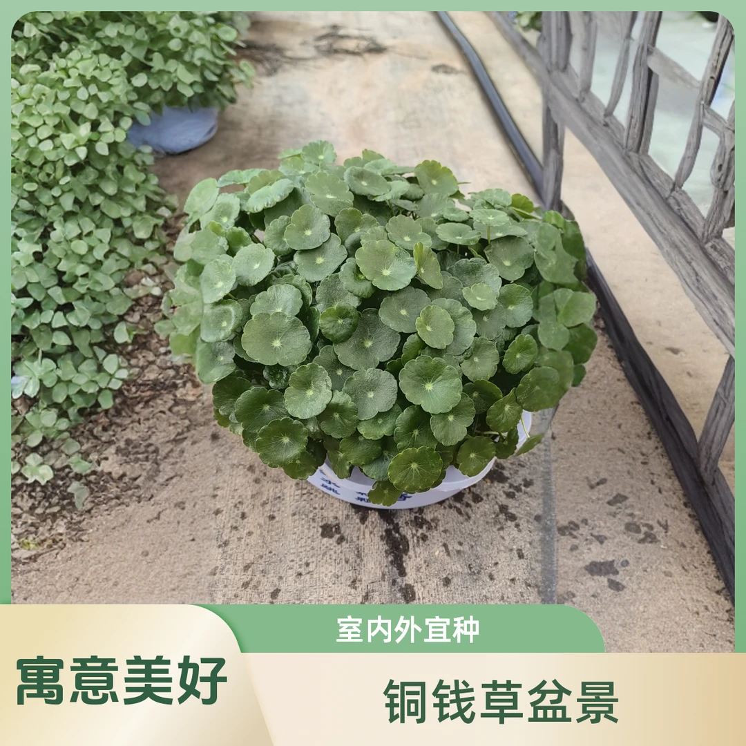 昆明水培铜钱草不带盆发货，阳光下可以水培土培。家有铜钱滚滚财源