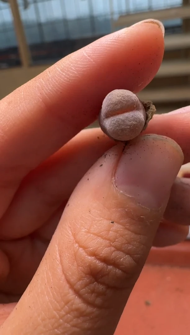 美丽的肉石头-365