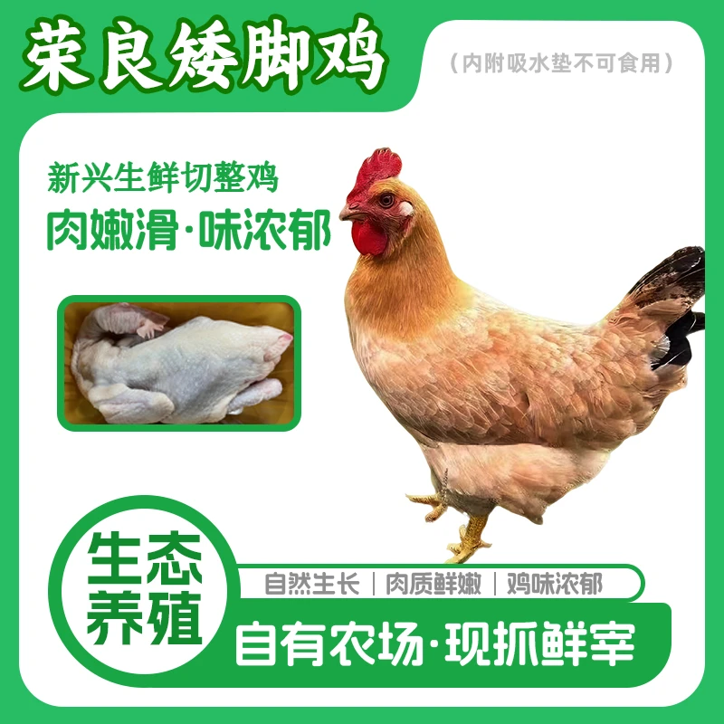 火锅新鲜食材 现杀矮脚鸡5斤/两只方便肉质爽滑鲜甜(需切块备注)）
