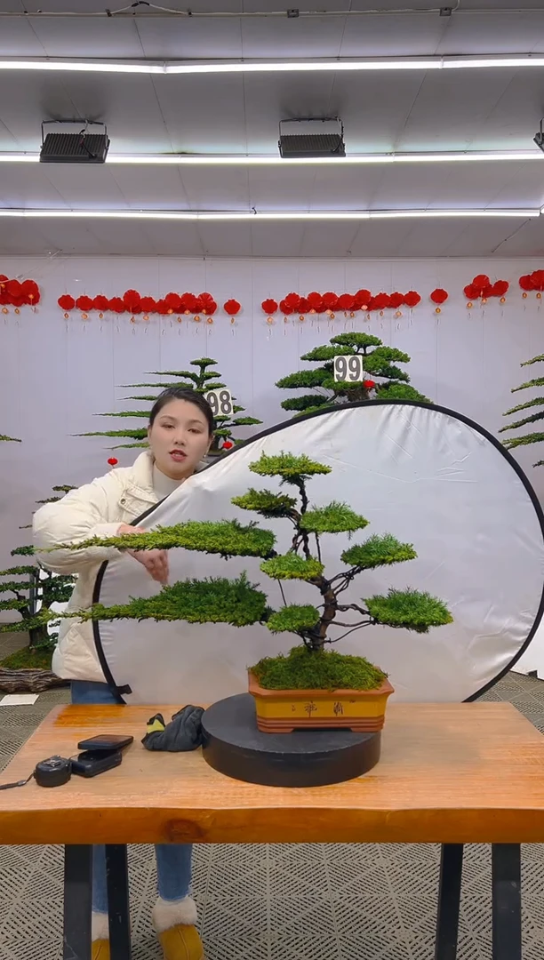 【闪购商品】盆景1