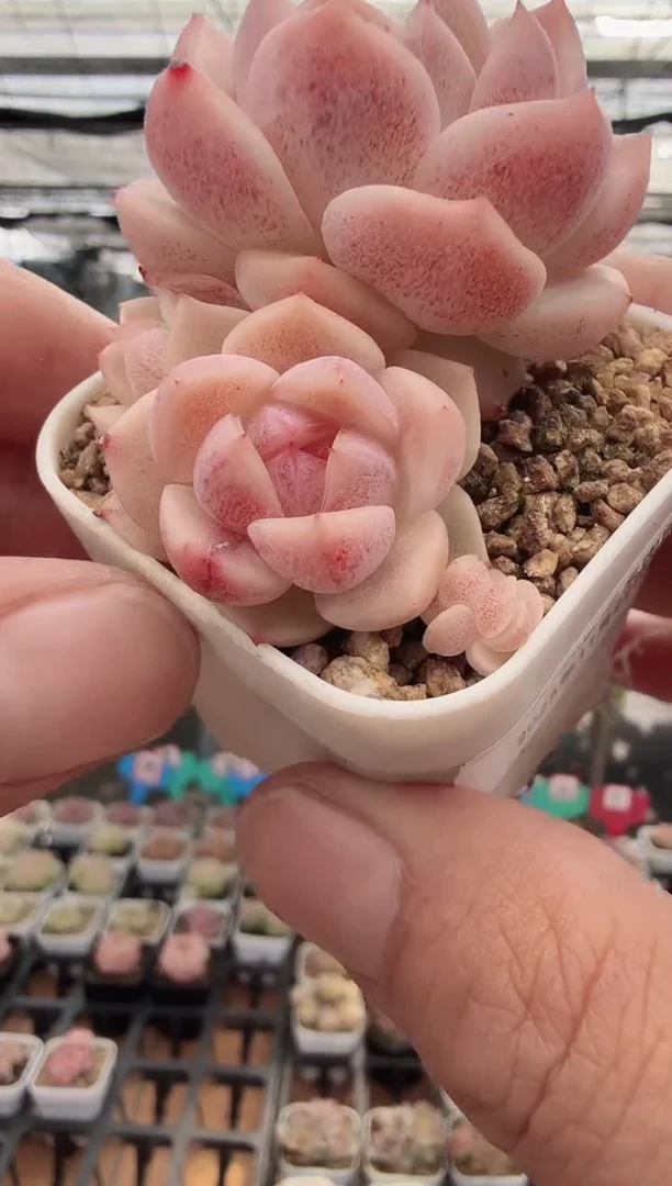 东云多肉园新款-39