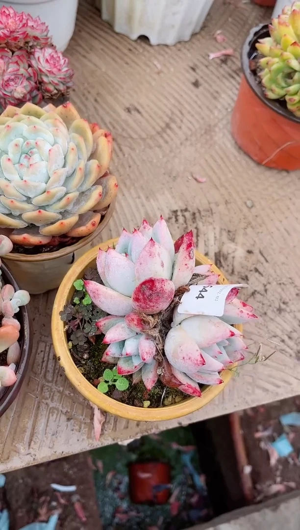 【闪购商品】03644