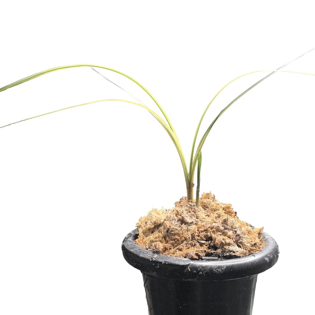 云南秋芝中国梦/叶花双艺