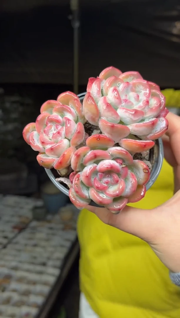 【闪购商品】44-三头起星星雪带盆土7.8