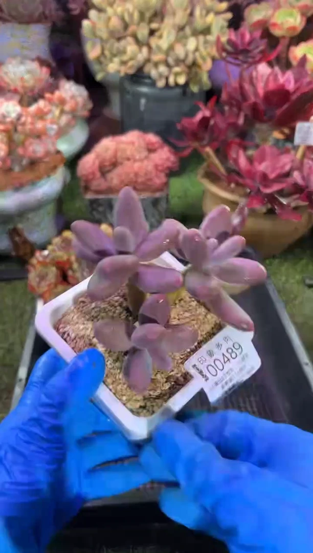 【闪购商品】00488