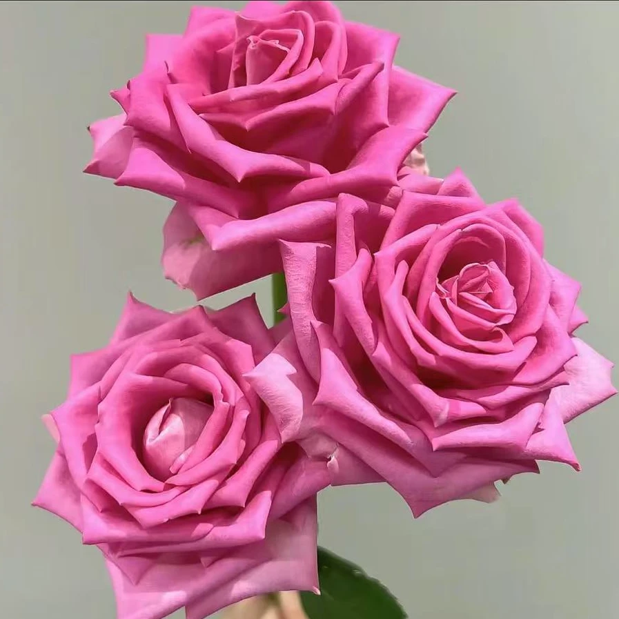 【樱花雨】高杯切花玫瑰粉色花园月季绿植庭院盆栽耐开地栽